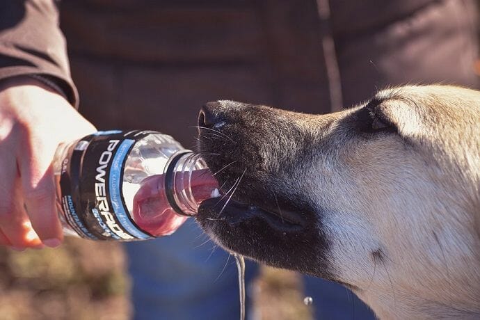 dog drinking gatorate powerade