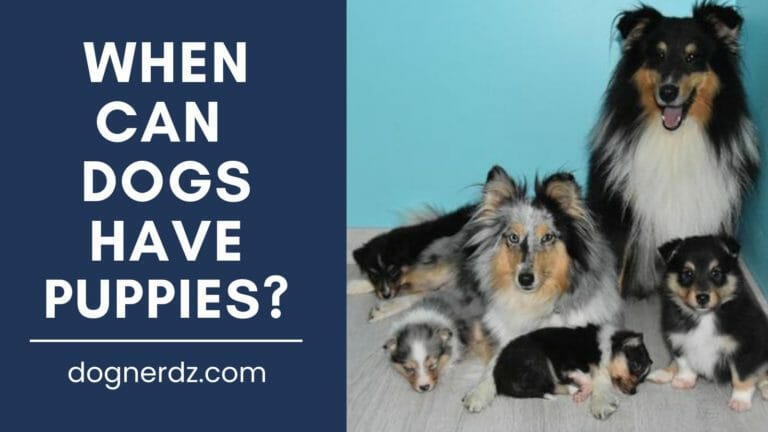 When Can Dogs Have Puppies?