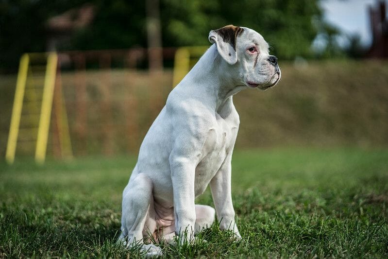 white boxer coat colors and markings