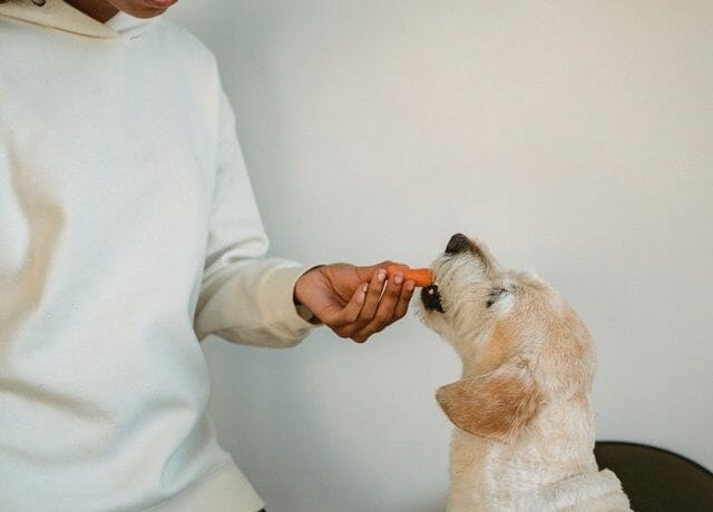woman feeding a dog with carrot