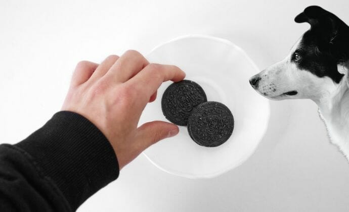 are oreo cookies bad for dogs