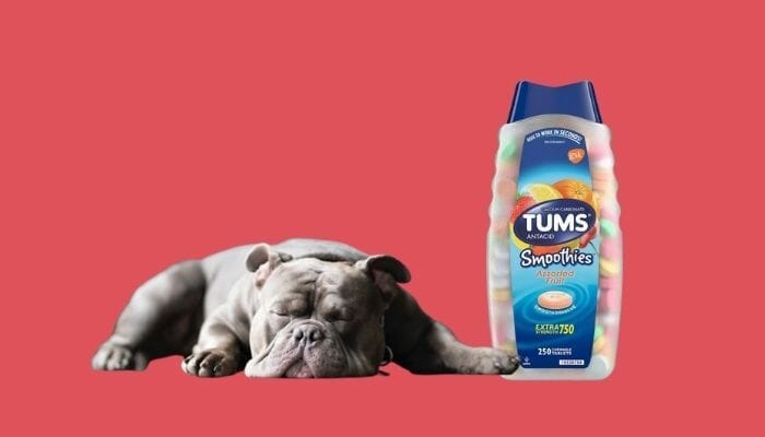 are tums harmful to dogs