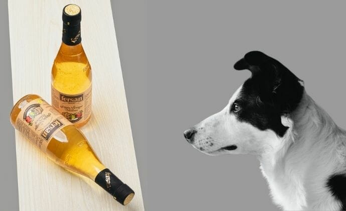 benefits of vinegar to your dog
