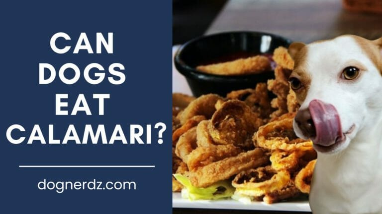 Can Dogs Eat Calamari?