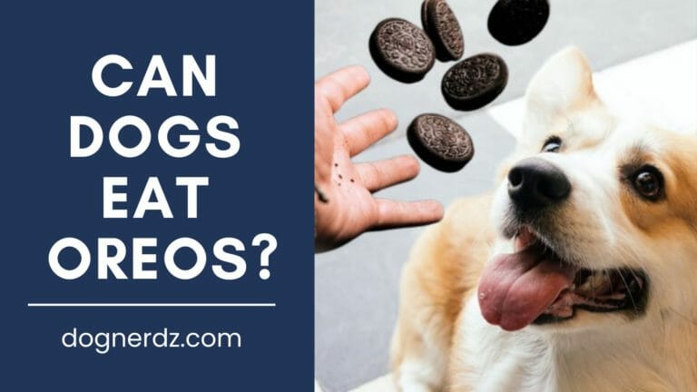 Can Dogs Eat Oreos? Here Are the Reasons Why They Can’t