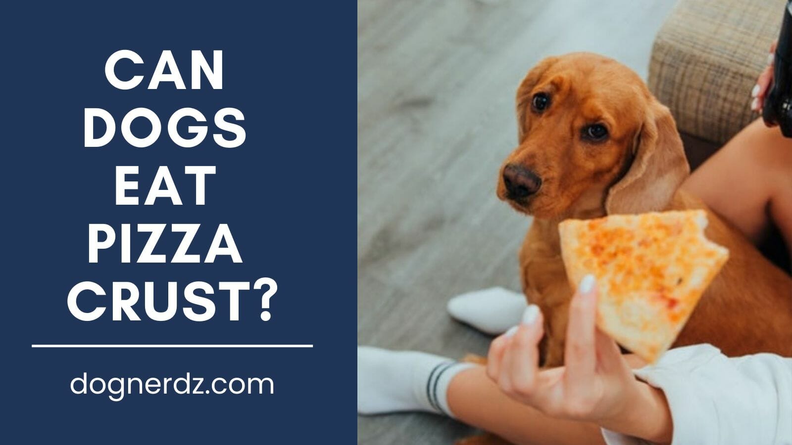 can dogs eat pizza crust?
