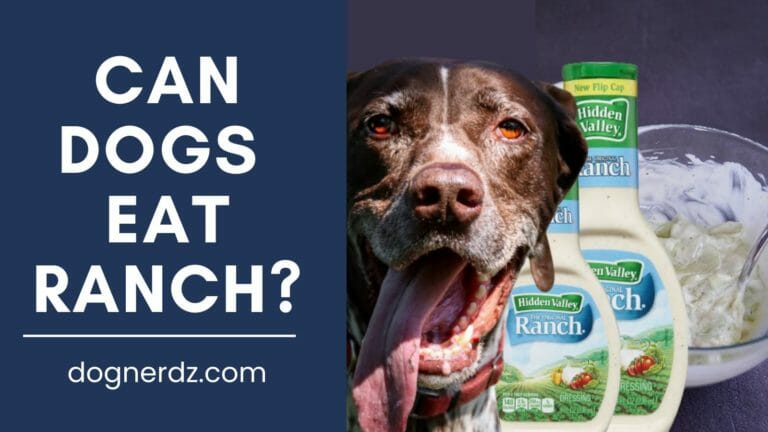 Can Dogs Eat Ranch?