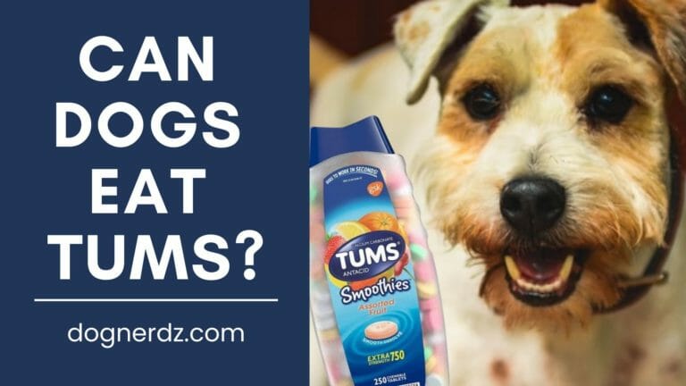 Can Dogs Eat Tums?