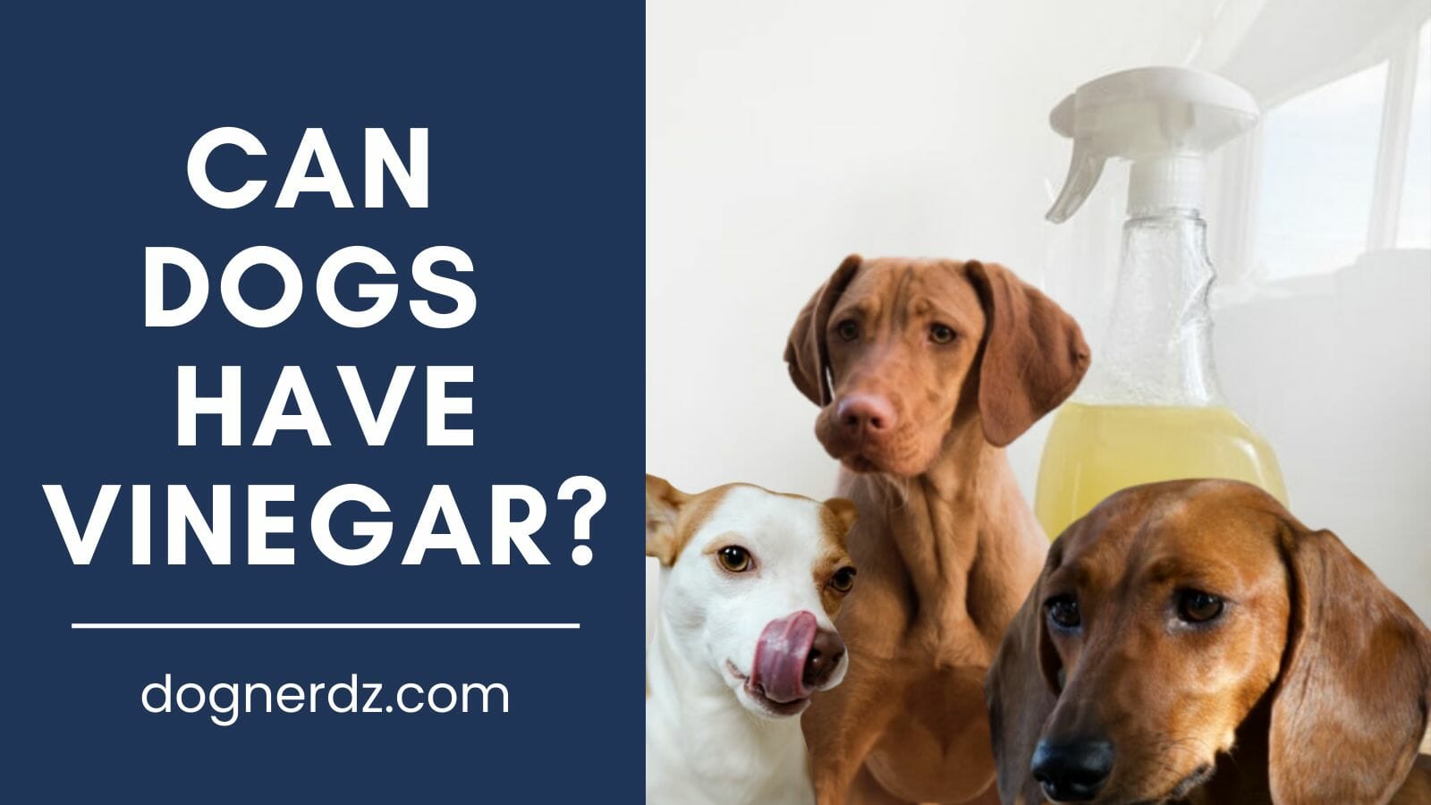 can dogs have vinegar?