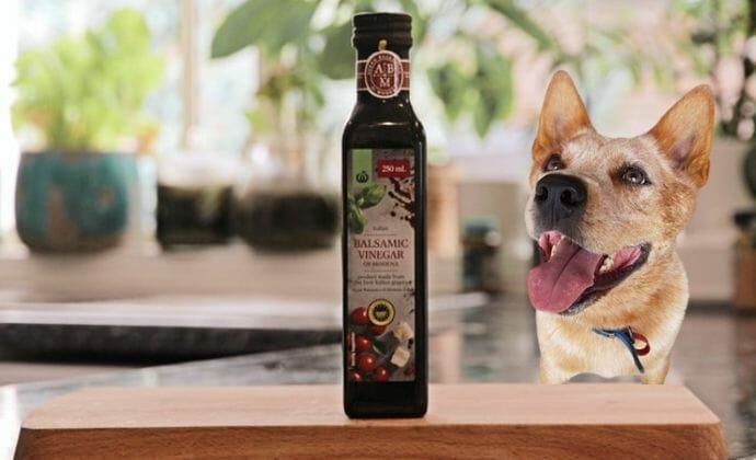 can dogs eat balsamic vinegar