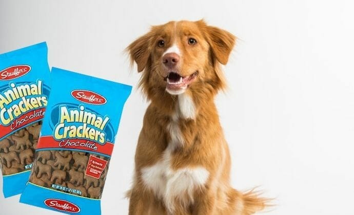 can dogs eat chocolate animal crackers