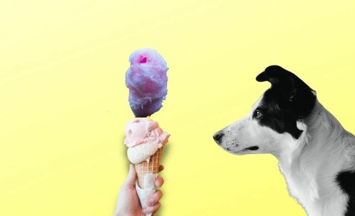 can dogs eat cotton candy ice cream