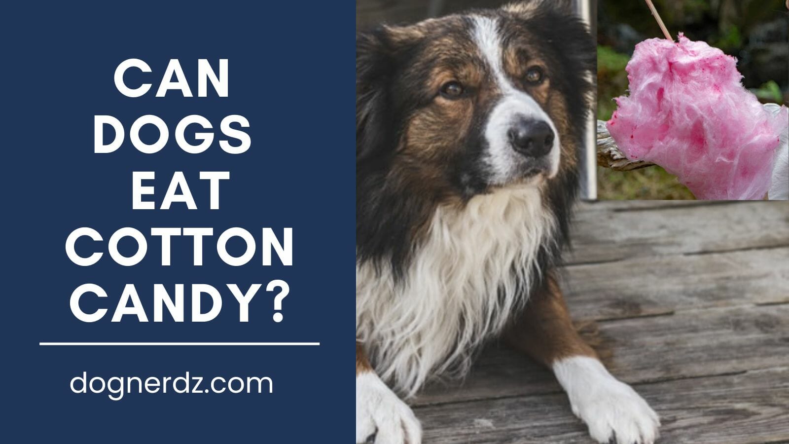 can dogs eat cotton candy?