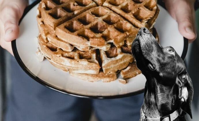 can dogs eat gluten-free waffles