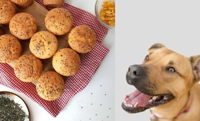can dogs eat lemon poppy seed muffins