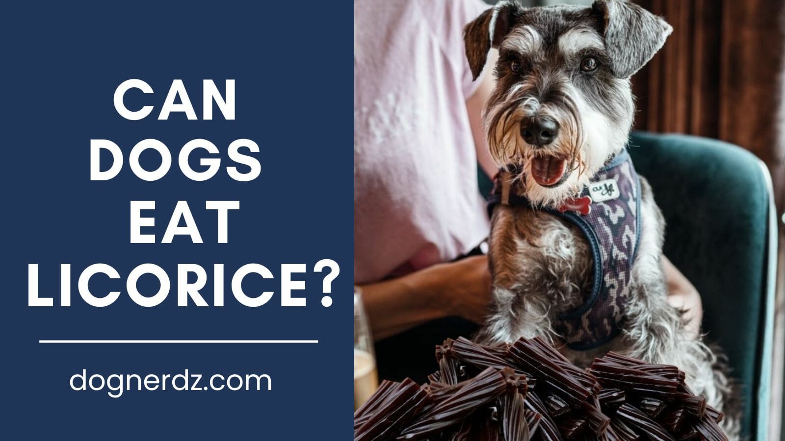 can dogs eat licorice?