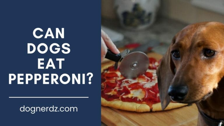 Can Dogs Eat Pepperoni? Don’t Feed It to Your Dogs!