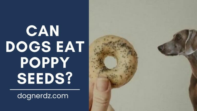Can Dogs Eat Poppy Seeds? Keep ‘Em Away From Your Dog!