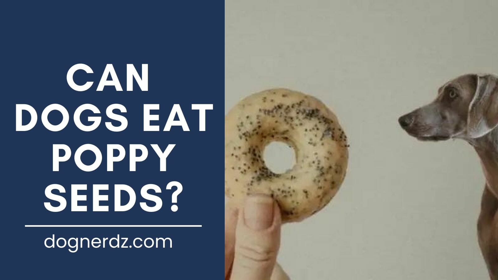 can dogs eat poppy seeds keep 'em away from your dog!