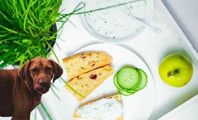 can dogs eat sour cream and chives