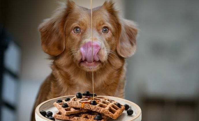 can dogs eat waffles with syrup or butter