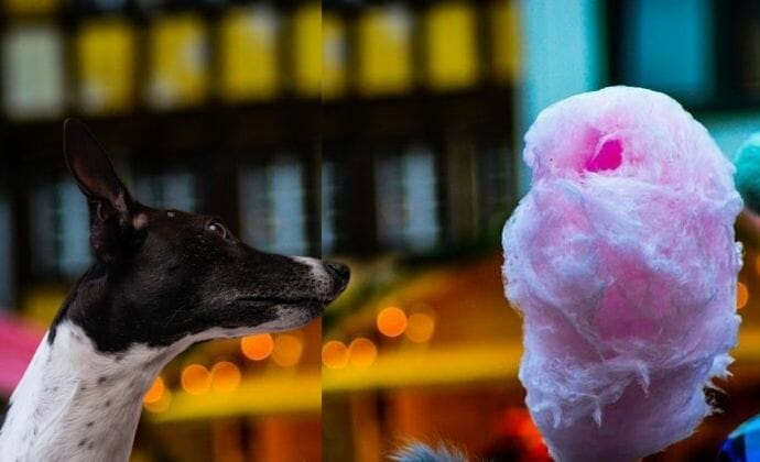 can dogs have cotton candy for a treat