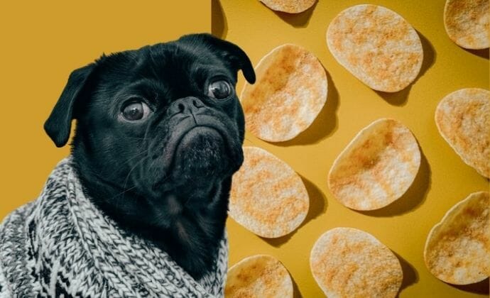 can dogs have salt and vinegar chips