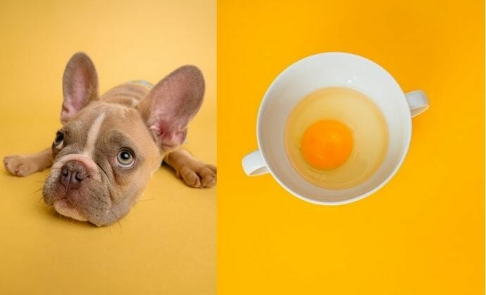 Does Letting Dogs Eat Raw Eggs Increase the Risk of Contracting Salmonella