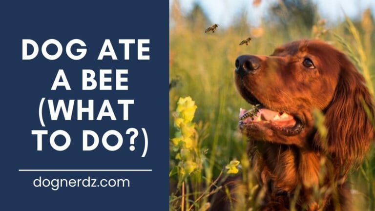 Dog Ate a Bee (What to Do?)