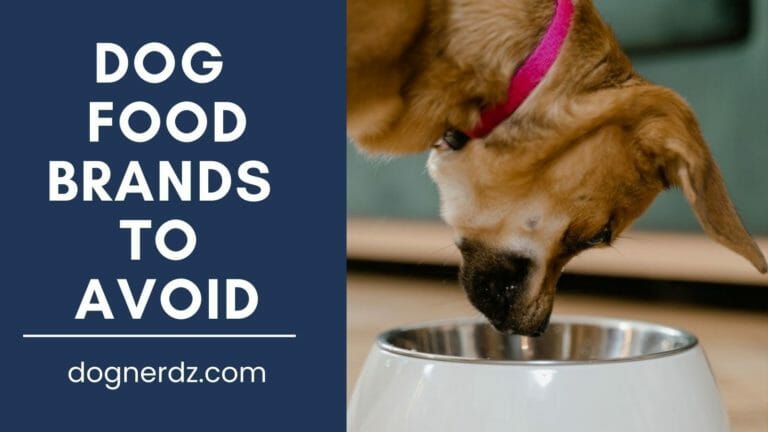 Dog Food Brands to Avoid