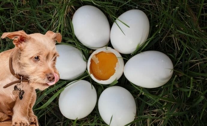 How Many Eggs Should I Feed My Dog