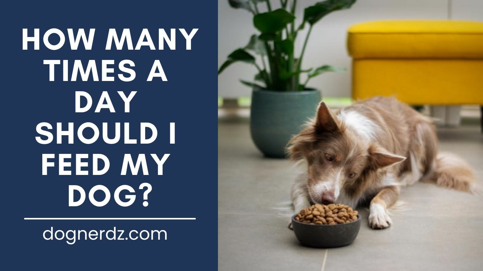 how many times a day should i feed my dog?