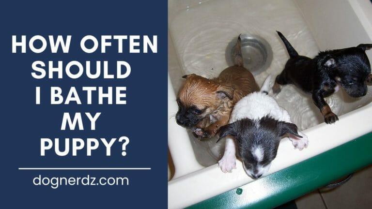 How Often Should I Bathe My Puppy?