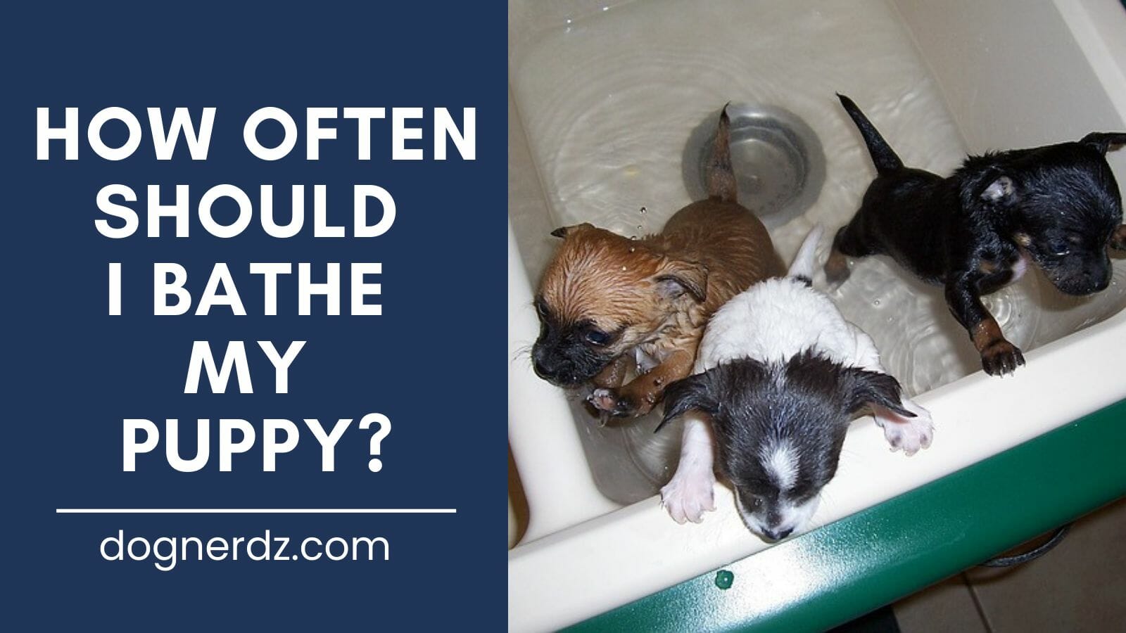 how often should i bathe my puppy?
