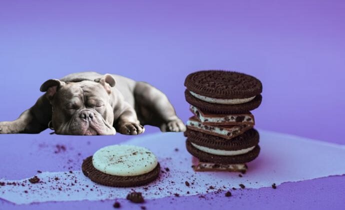 what happens if my dog ate oreo cookies