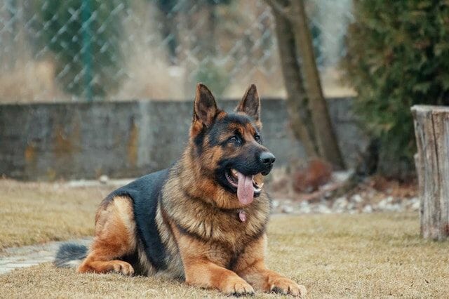 What is Considered a Large Breed Dog
