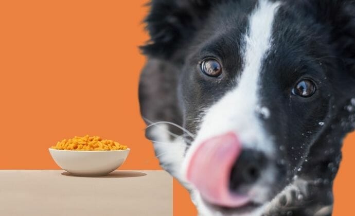 Do If Your Dog Eats Too Many Cheetos
