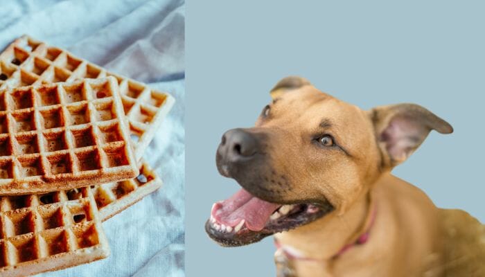 what to know about dogs and waffles