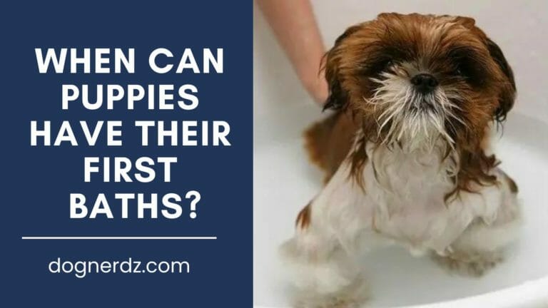 When Can Puppies Have Their First Baths?
