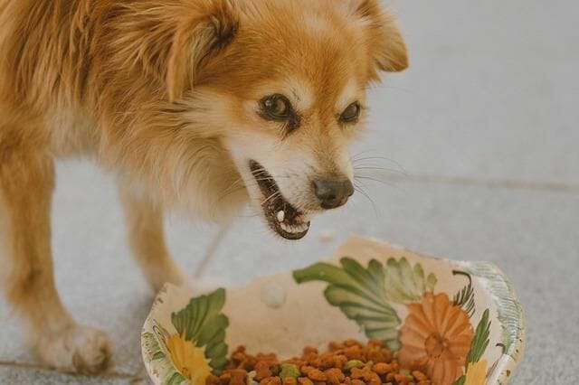 When Should I Switch from Puppy Food to Adult Dog Food?