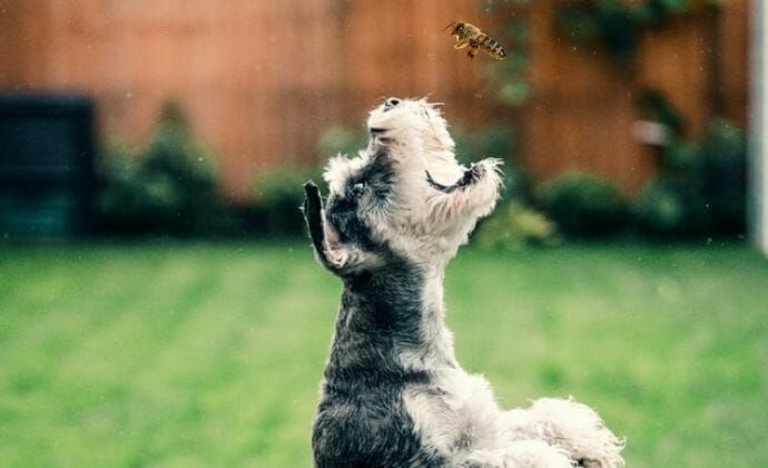 why do dogs eat bees