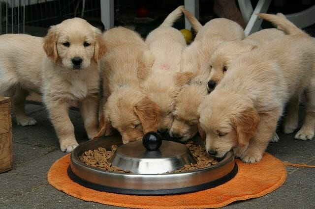 Large Breed Puppies Eating Normal Puppy Food