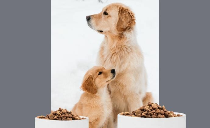 Adult Dog and Puppy with Separate Food Bowls