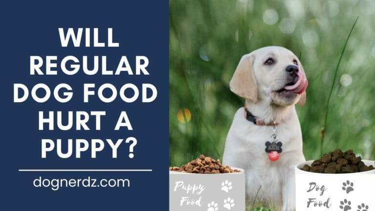 Will Regular Dog Food Hurt a Puppy?