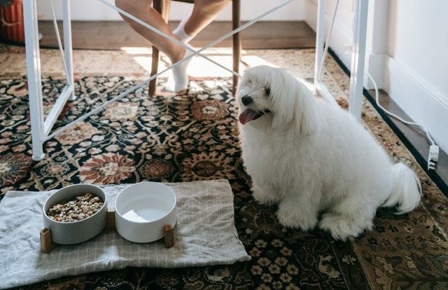 A Dog Who Is About to Eat the Dog Food Recipe