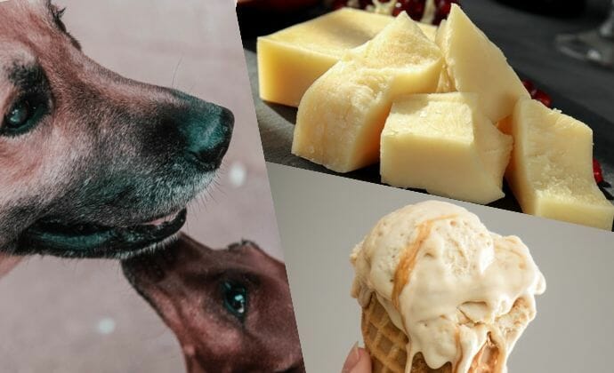 Are Cheese and Ice Cream Safe for Dogs?
