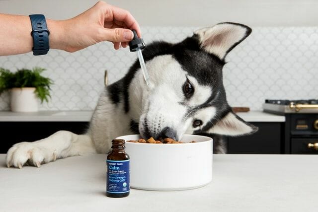Dog Eating Edible Treat