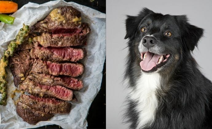 Benefits of Venison for Dogs