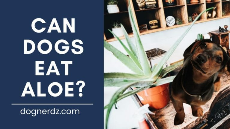 Can Dogs Eat Aloe?