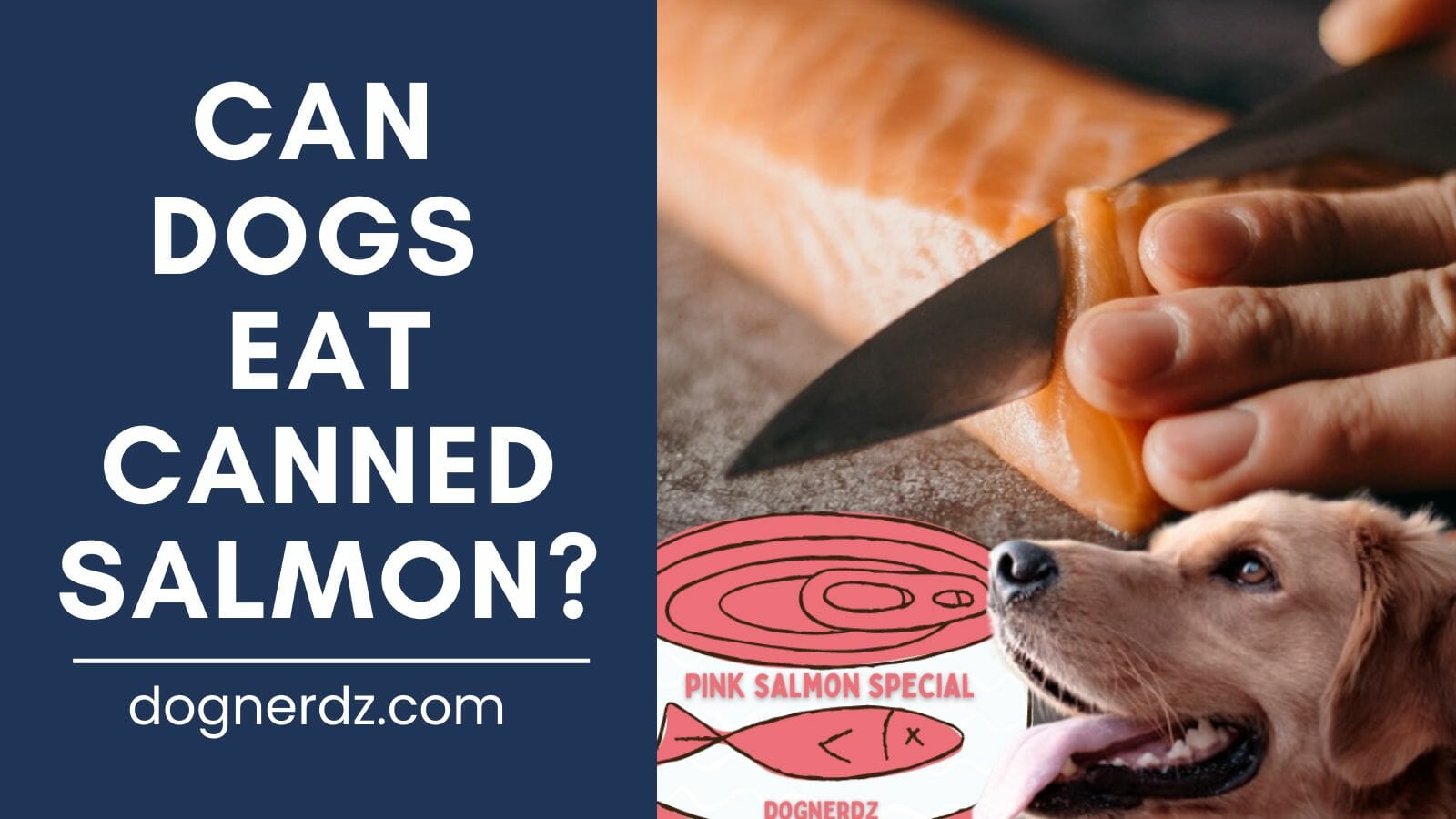 can dogs eat canned salmon?